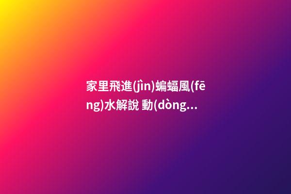 家里飛進(jìn)蝙蝠風(fēng)水解說 動(dòng)物風(fēng)水